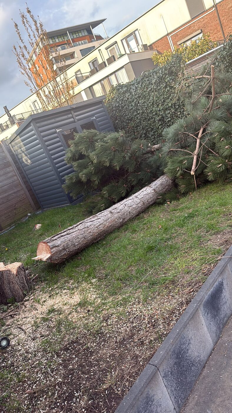 Abattage d’un arbre dans le jardin de derrière à Nieuwegein et environs, photo 2 sur 5