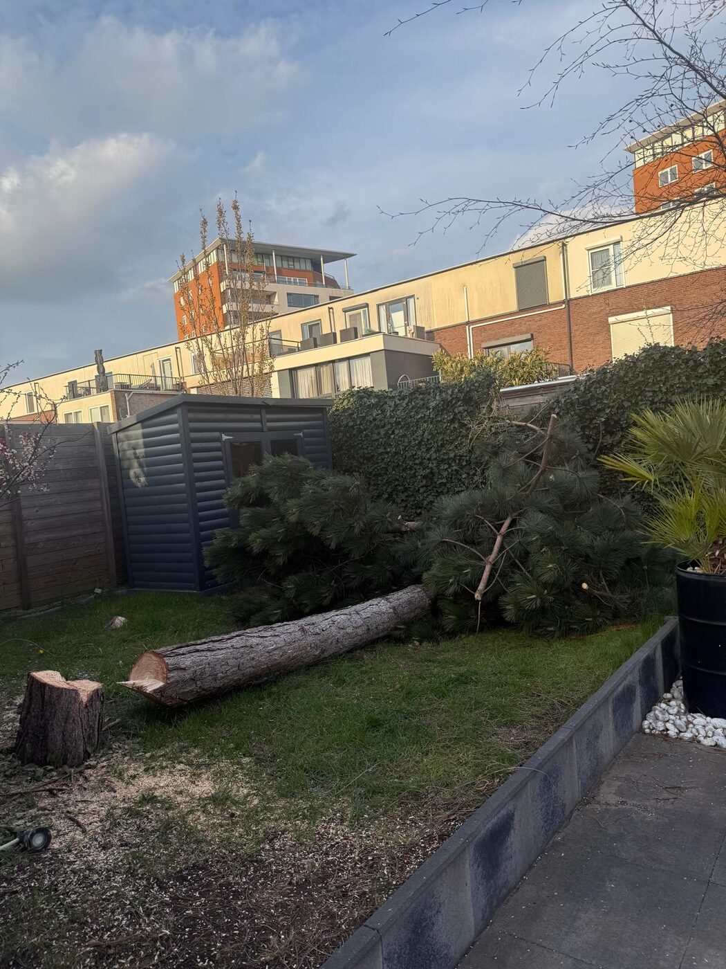 Abattage d’un arbre dans le jardin de derrière à Nieuwegein et environs, photo 3 sur 5