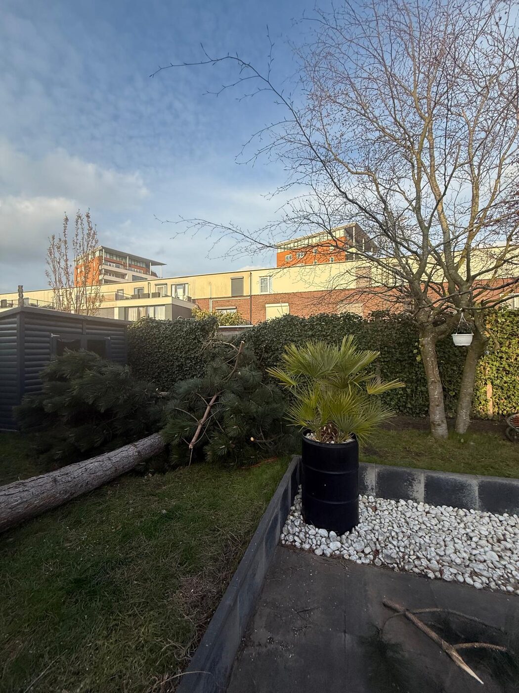 Abattage d’un arbre dans le jardin de derrière à Nieuwegein et environs, photo 4 sur 5