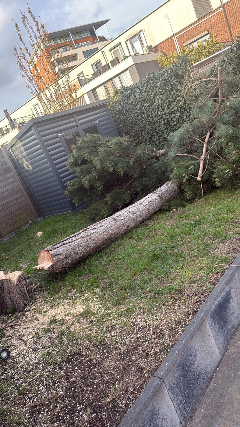 Abattage d’un arbre dans le jardin de derrière à Nieuwegein et environs, photo 5 sur 5