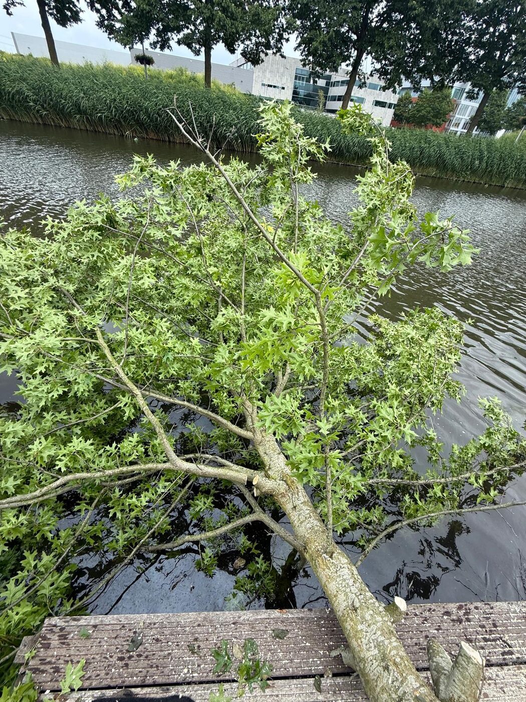 Abattage d’un arbre au bord de l’eau à Nieuwegein et environs, photo 4 sur 4