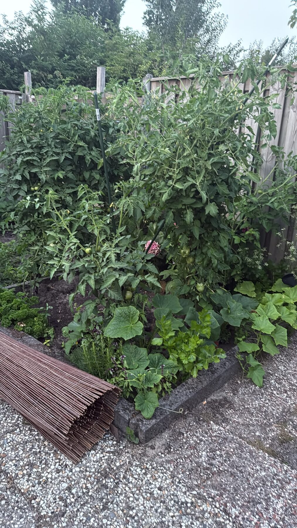Légumes du potager de Dido (1)