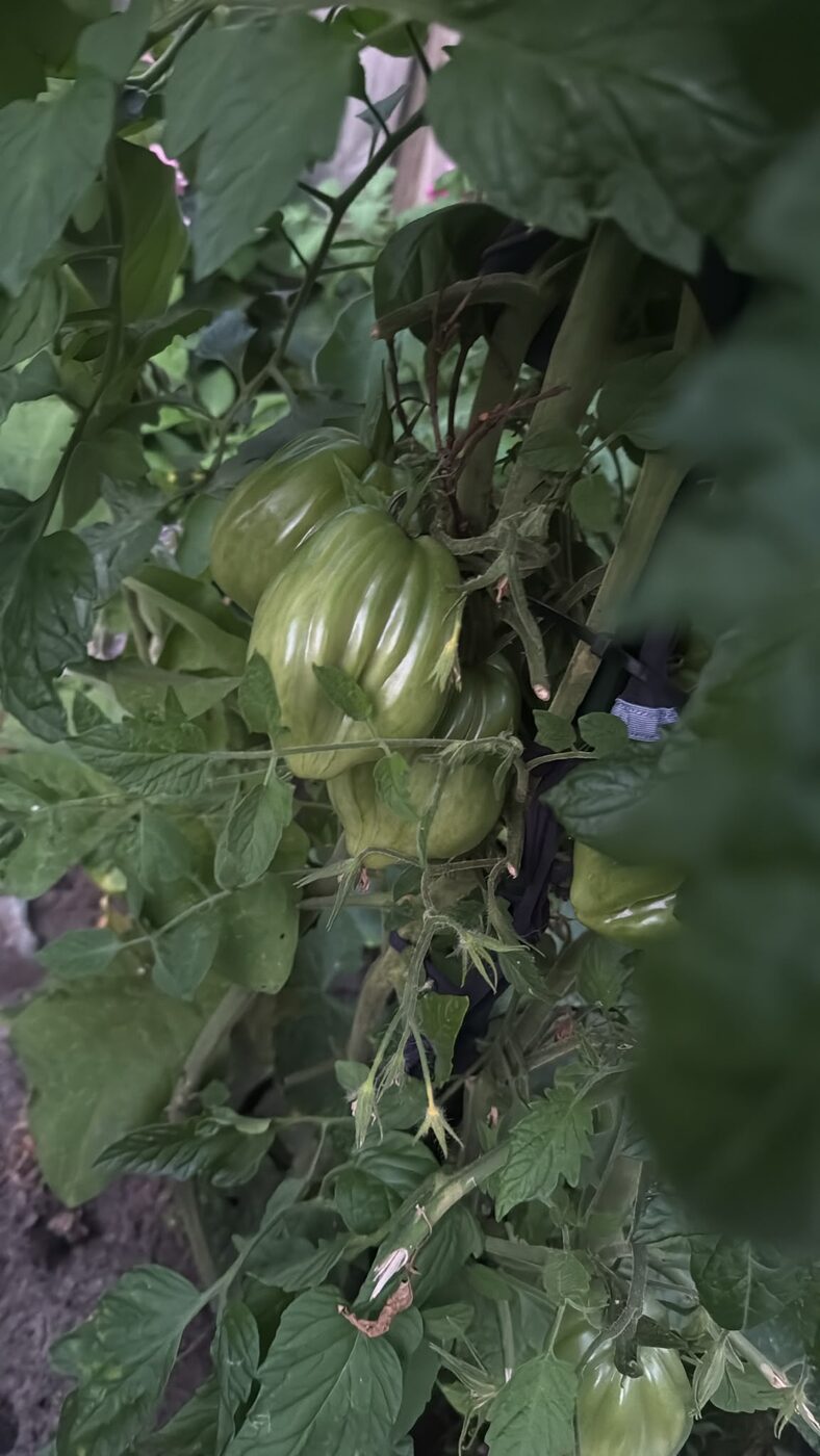 Légumes du potager de Dido (2)