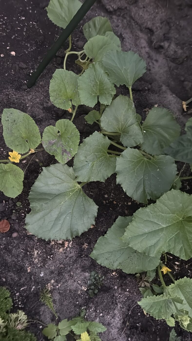Légumes du potager de Dido (4)