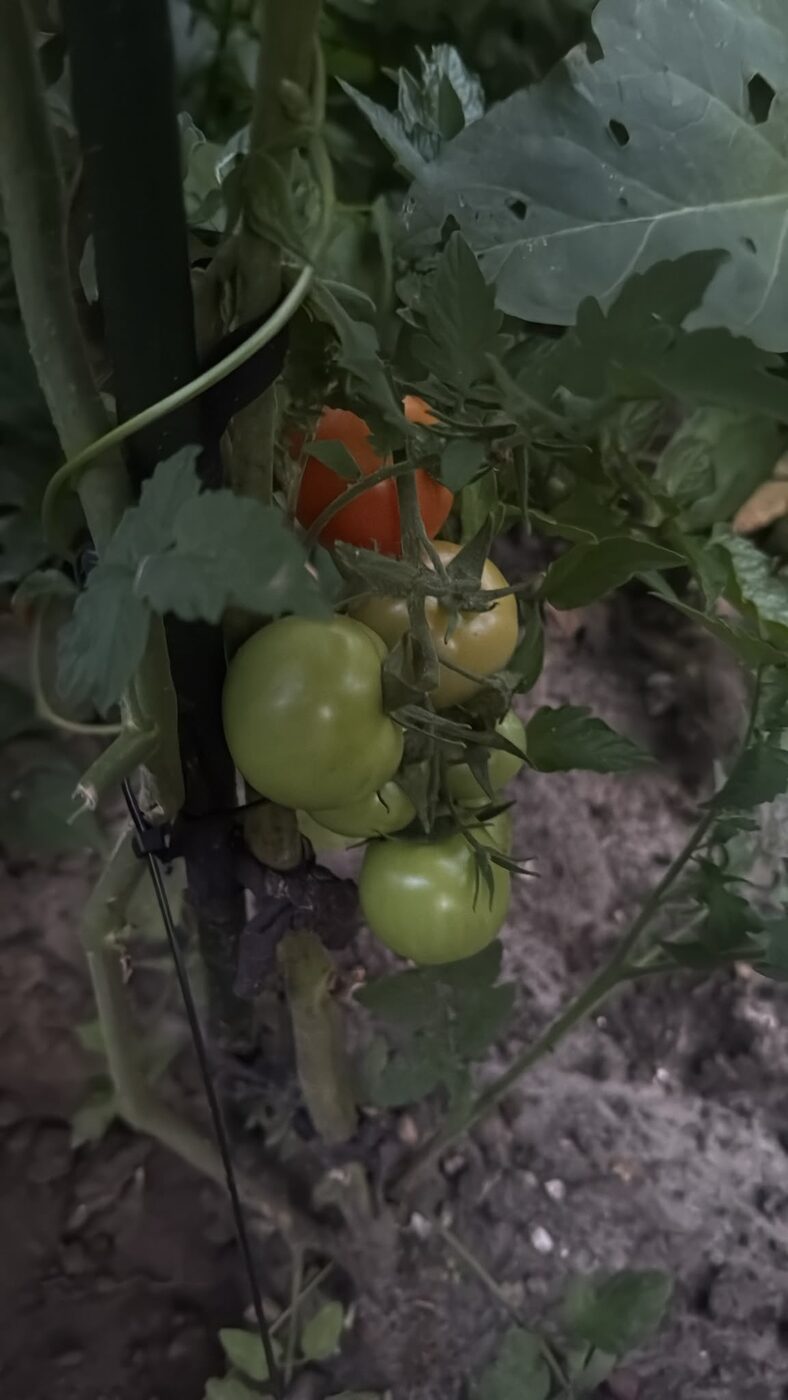 Légumes du potager de Dido (3)