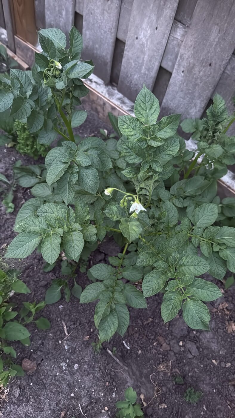 Légumes du potager de Dido (5)